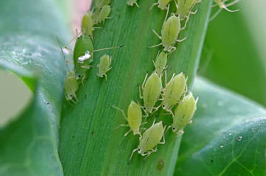What Are Aphids