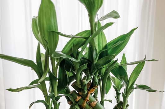 Bamboo treated with Just Dirt Fertilizer