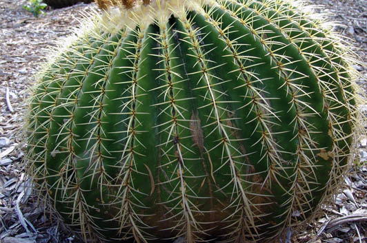 Best Fertilizer to Grow Barrel Cactus
