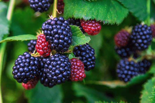 Best Fertilizer to Grow Blackberries