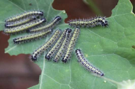 Caterpillars and Vermicompost Fertilizer