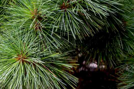 Christmas Tree Treated with Just Dirt