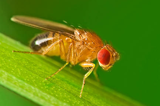 What are Fruit Flies