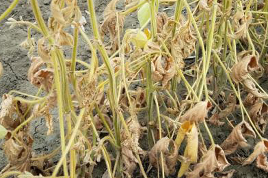 WHAT IS FUSARIUM DISEASE