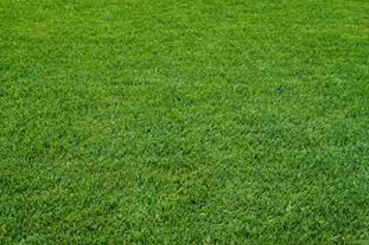 Best Fertilizer for Grass