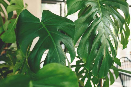 Houseplants treated with organic fertilizer