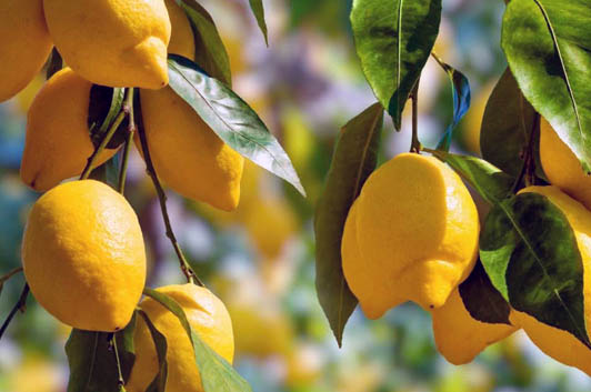 Best Fertilizer for Lemon Trees