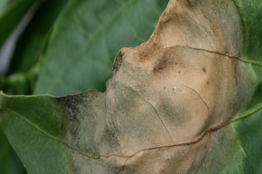 How to Prevent Phytophthora Disease