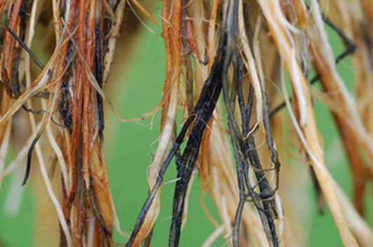 What is Pythium Disease