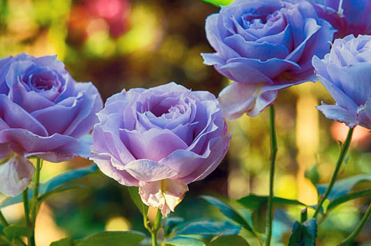 Best Fertilizer to Grow Roses