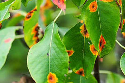 Sick Plant Treated with Just Dirt Concentrated Liquid Fertilizer