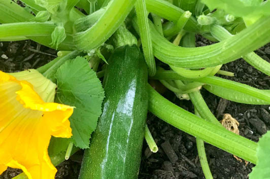 Best Fertilizer for Growing Squash