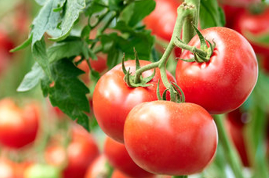 Best Fertilizer for Tomatos