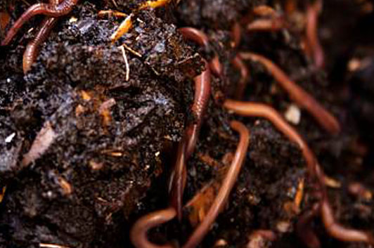 VERMICOMPOST BENEFITS