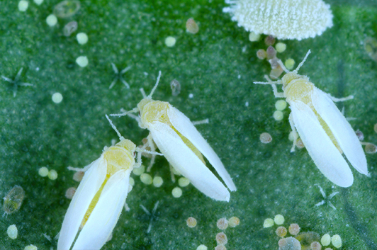 What Are Whiteflies